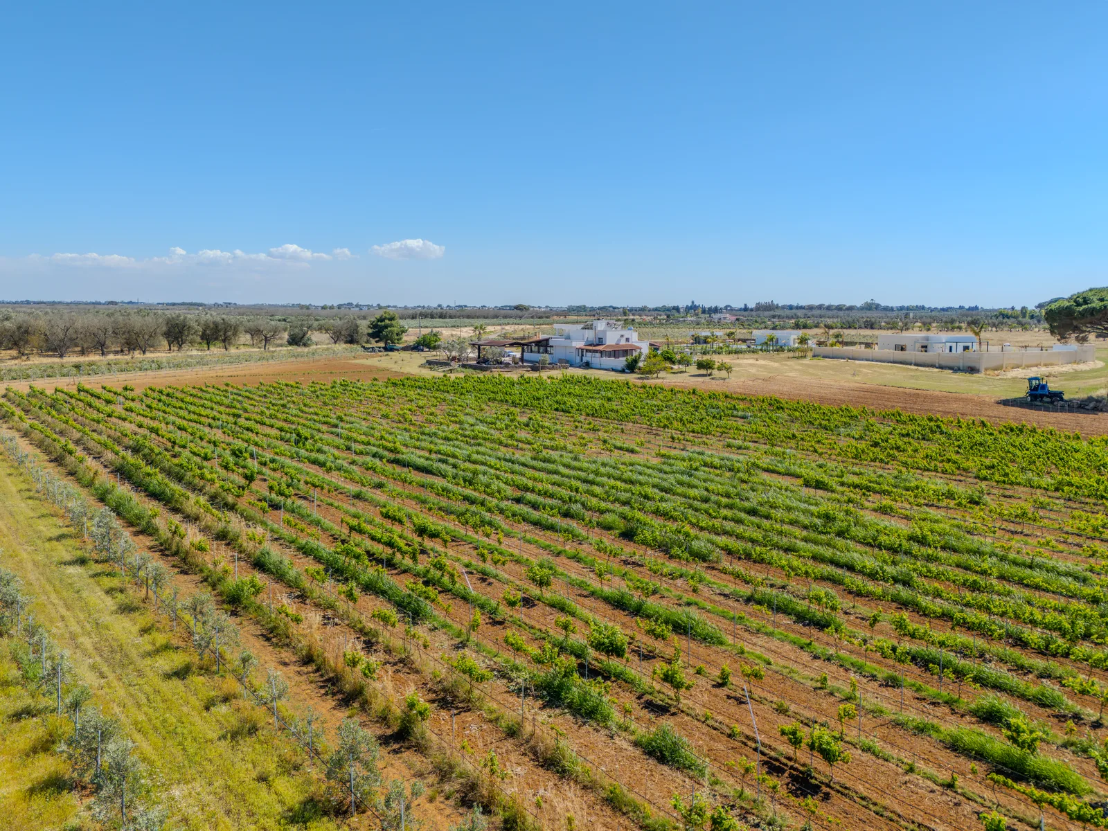 Vigneto e campagna
